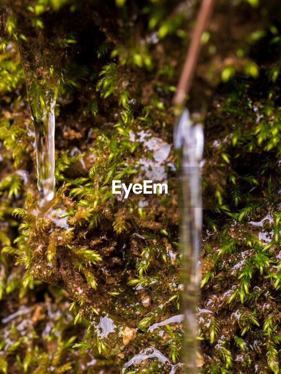 CLOSE-UP OF MOSS GROWING ON TREE