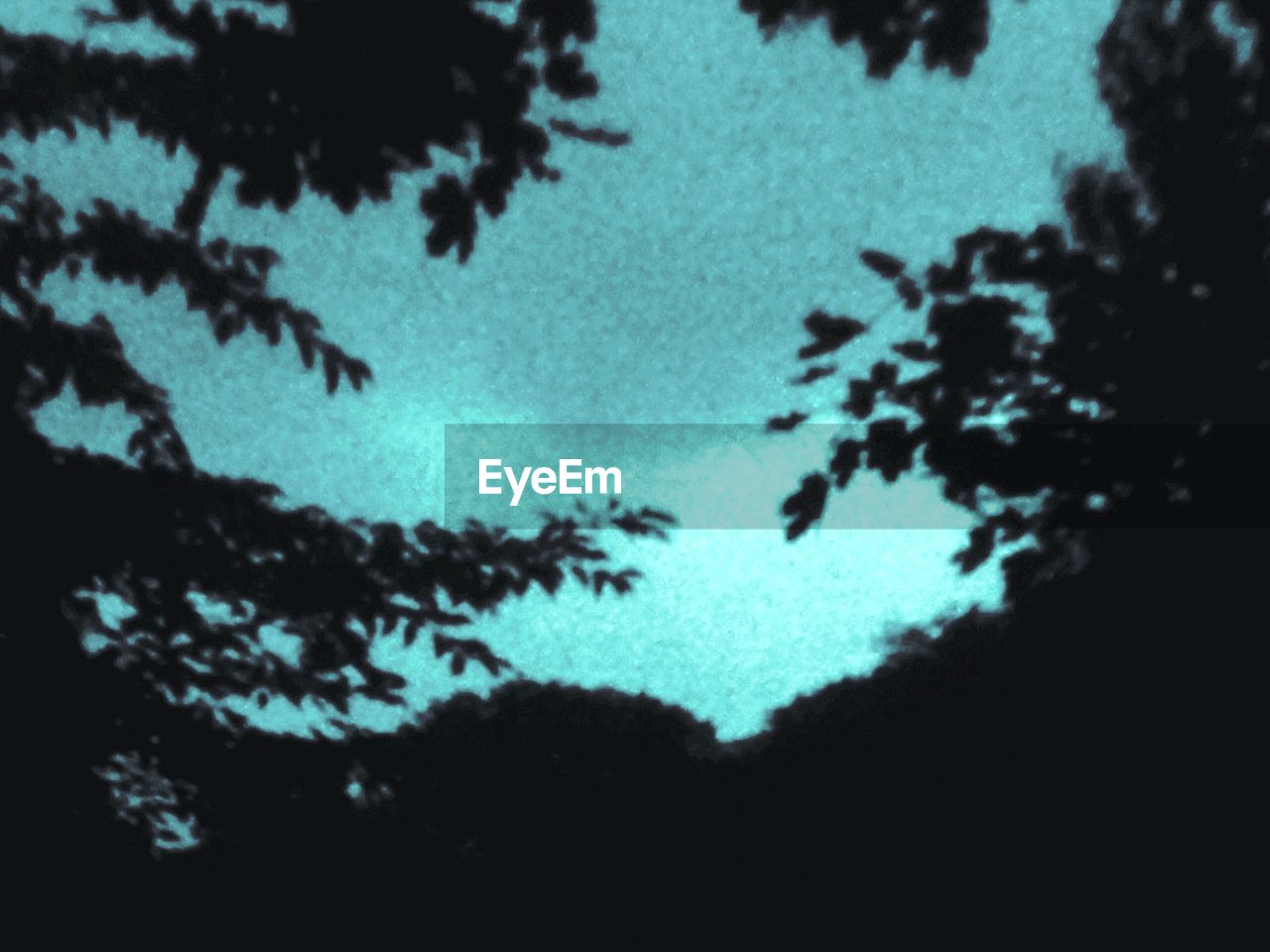 LOW ANGLE VIEW OF TREES AGAINST SKY