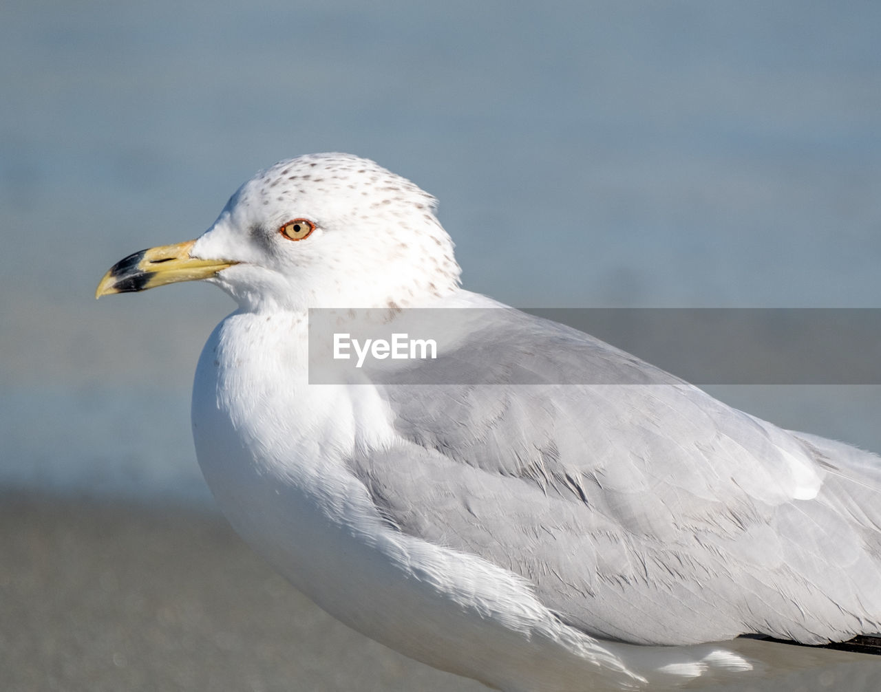 CLOSE-UP OF SEAGULL ON SEA