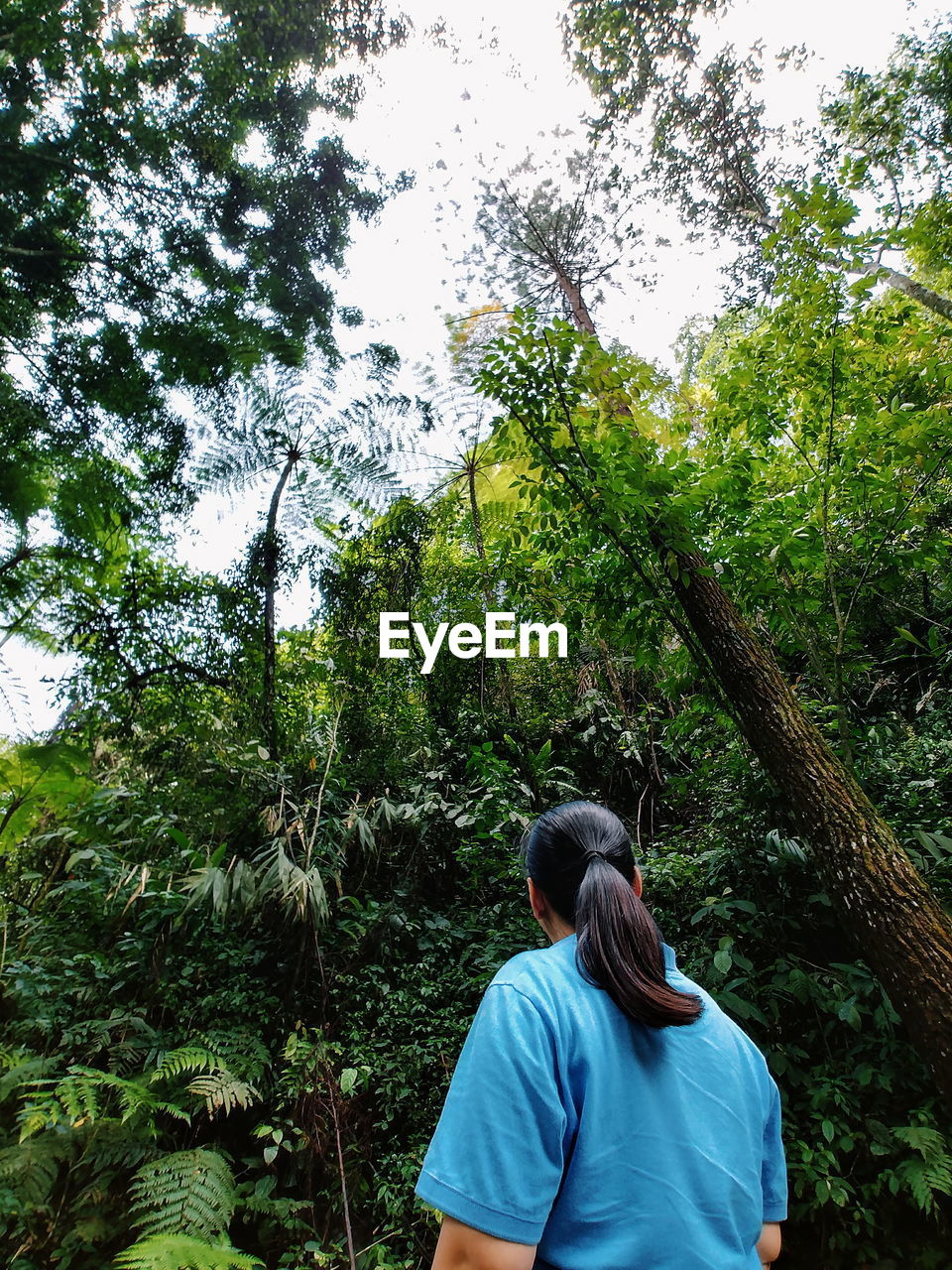 Rear view of woman standing in forest