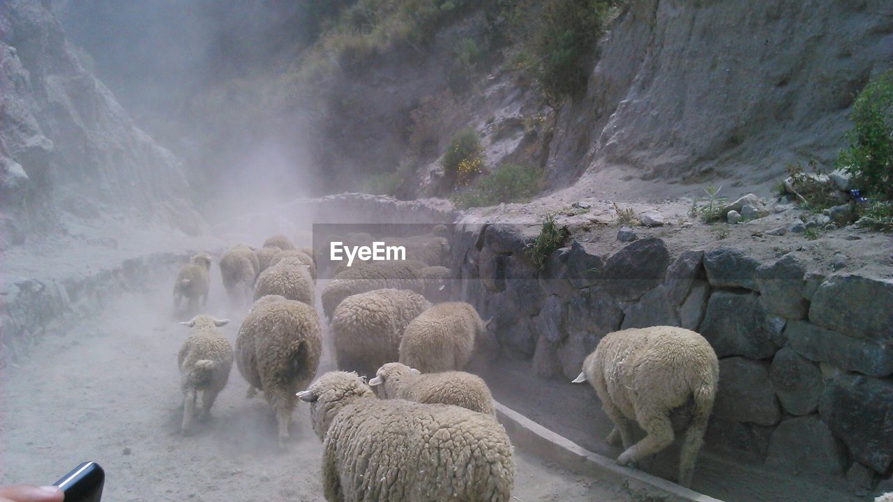 Flock of sheep walking amidst mountain during foggy weather