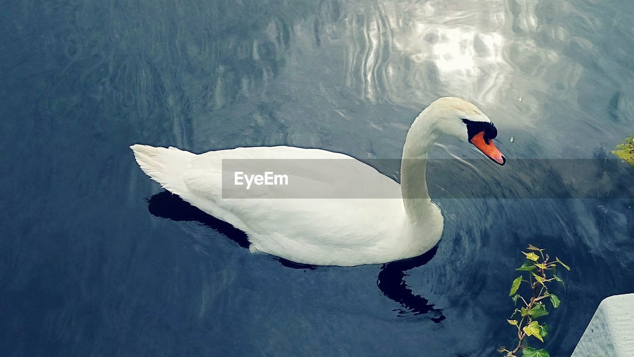 SWAN FLOATING ON LAKE