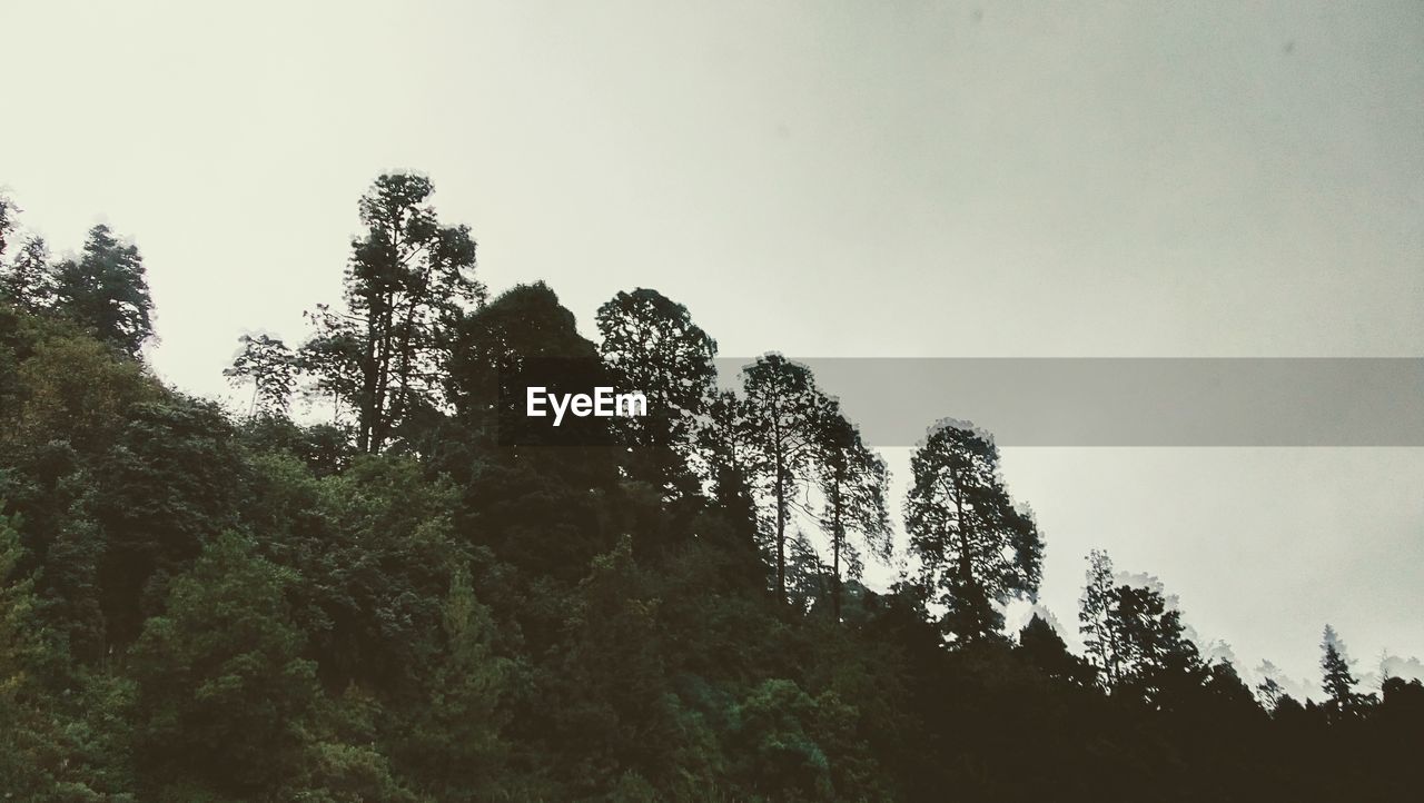 LOW ANGLE VIEW OF TREES IN FOREST AGAINST SKY