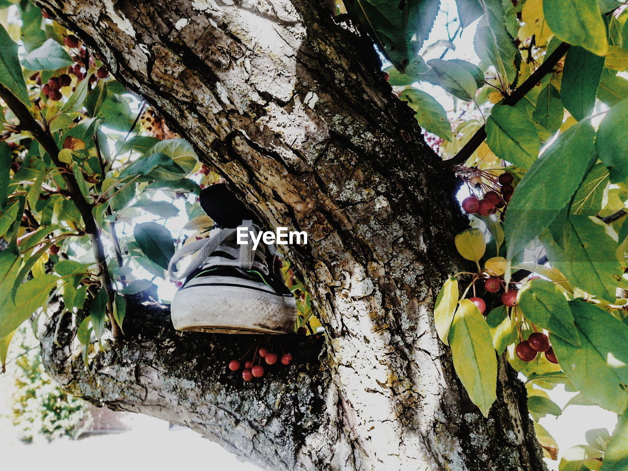 Close-up of canvas shoe berry tree