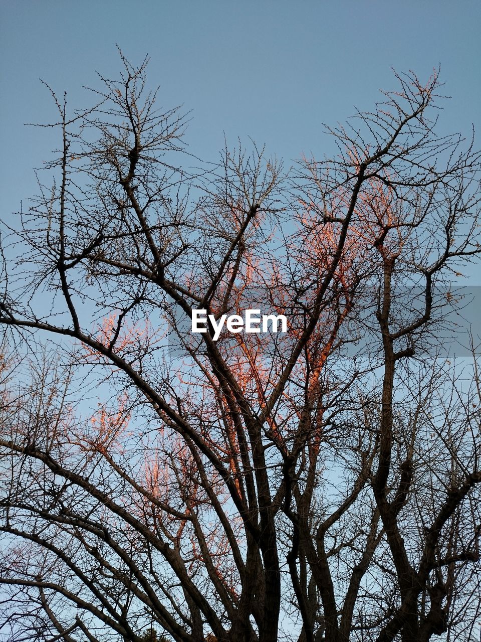 LOW ANGLE VIEW OF BARE TREES AGAINST SKY