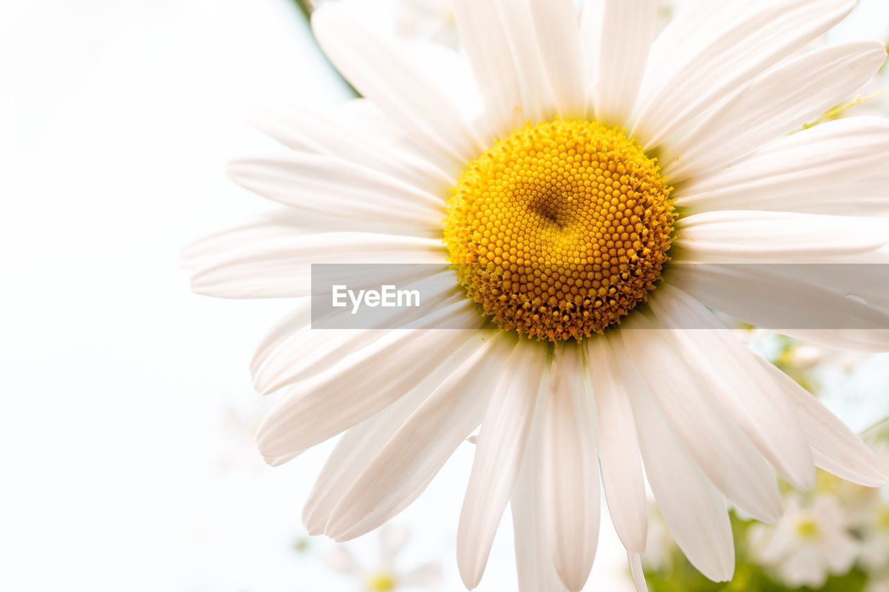 flower, flowering plant, plant, freshness, beauty in nature, flower head, fragility, petal, close-up, inflorescence, growth, pollen, yellow, white, nature, daisy, no people, macro photography, blossom, macro, botany, springtime, outdoors, focus on foreground, summer