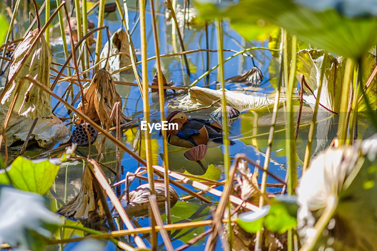 CLOSE-UP OF BIRD NEST