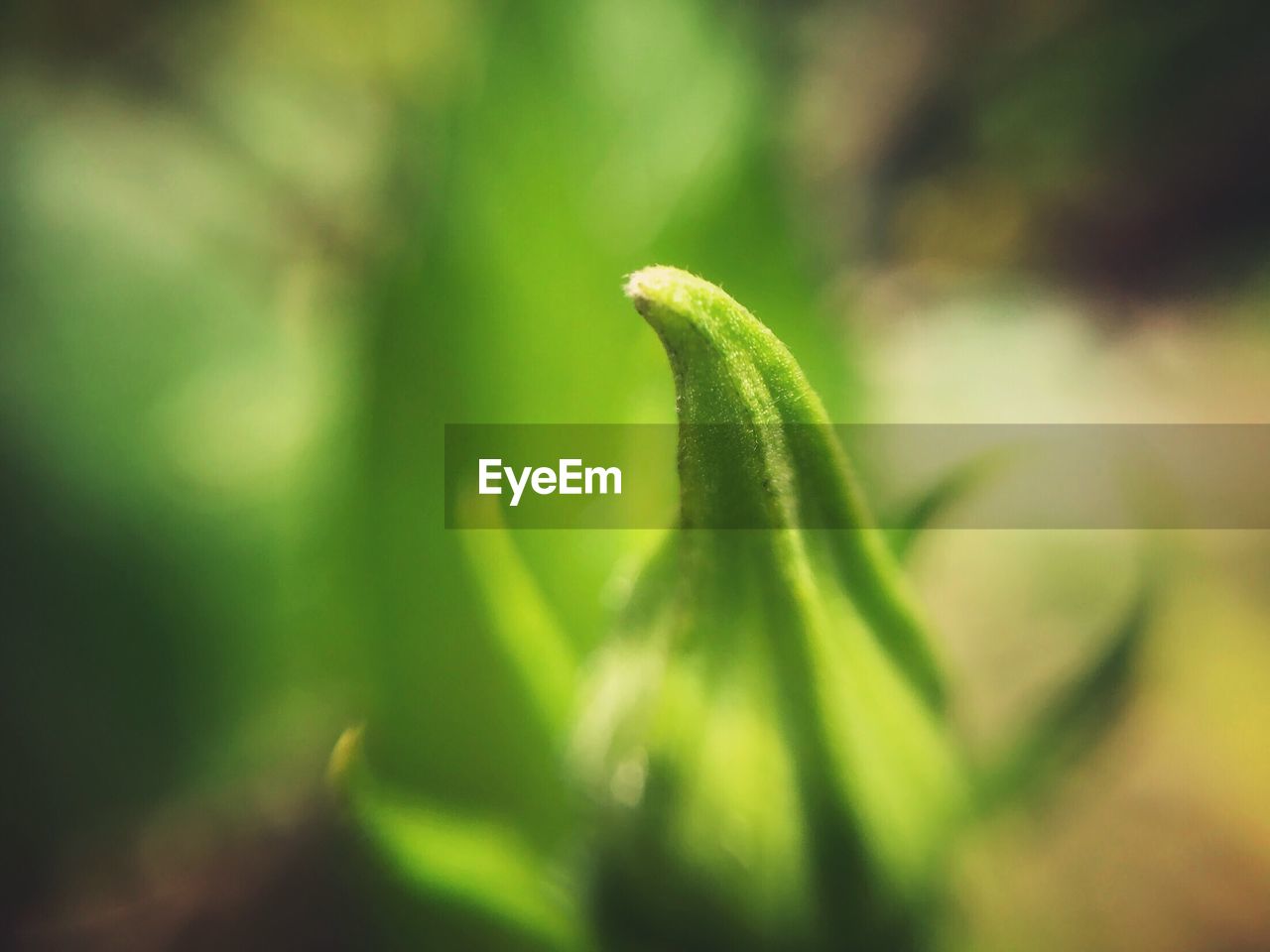 CLOSE-UP OF GREEN PLANT