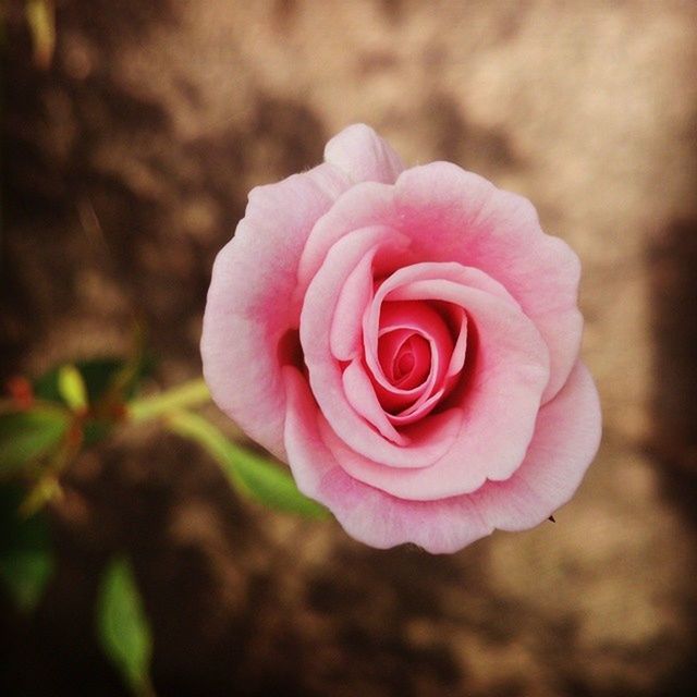 CLOSE-UP OF PINK ROSES