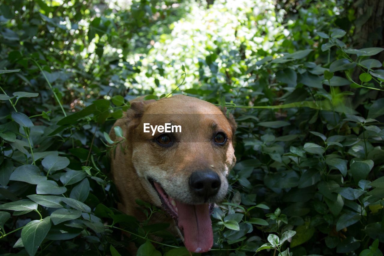 CLOSE-UP PORTRAIT OF DOG