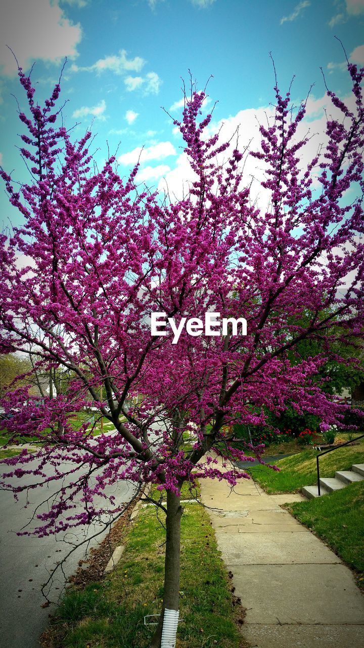 PINK FLOWERS ON TREE TRUNK