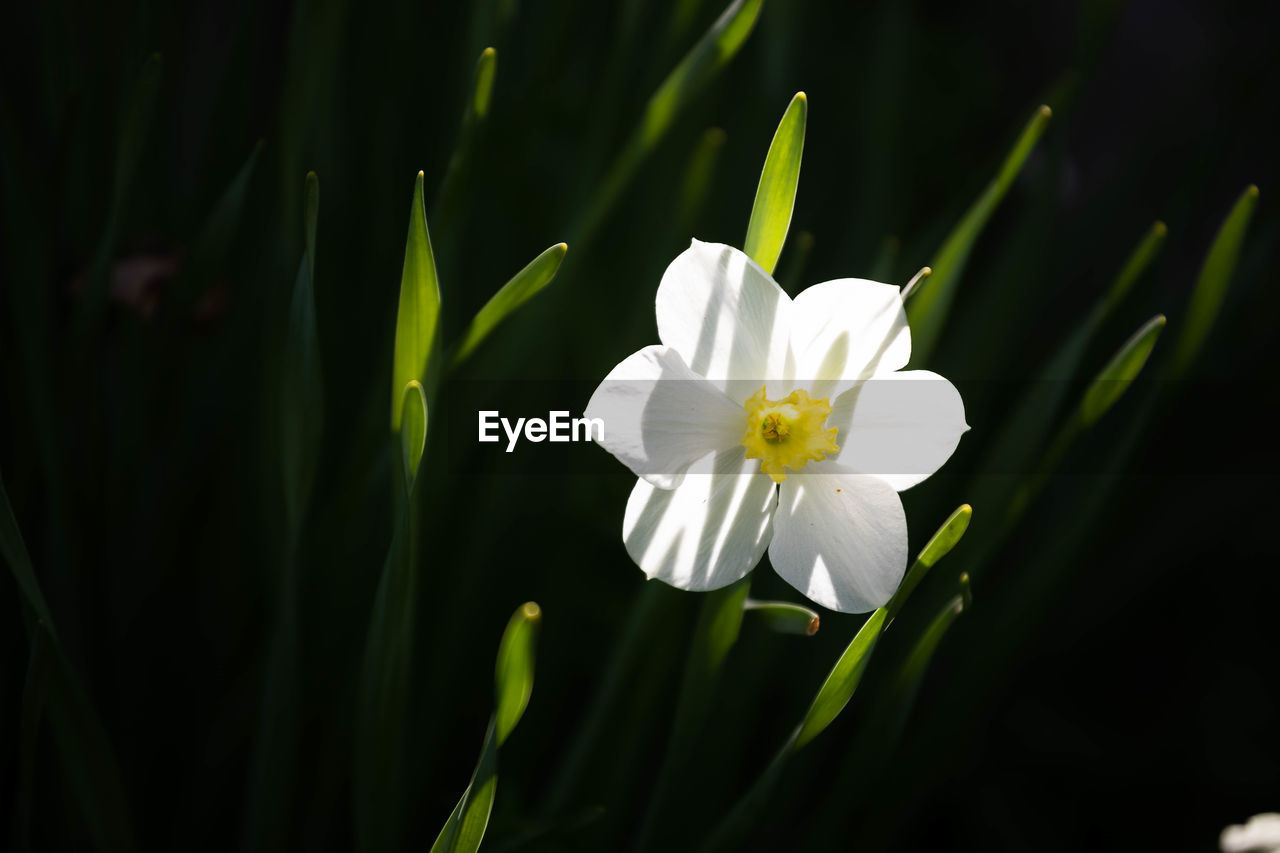 Close-up of white flowering plant