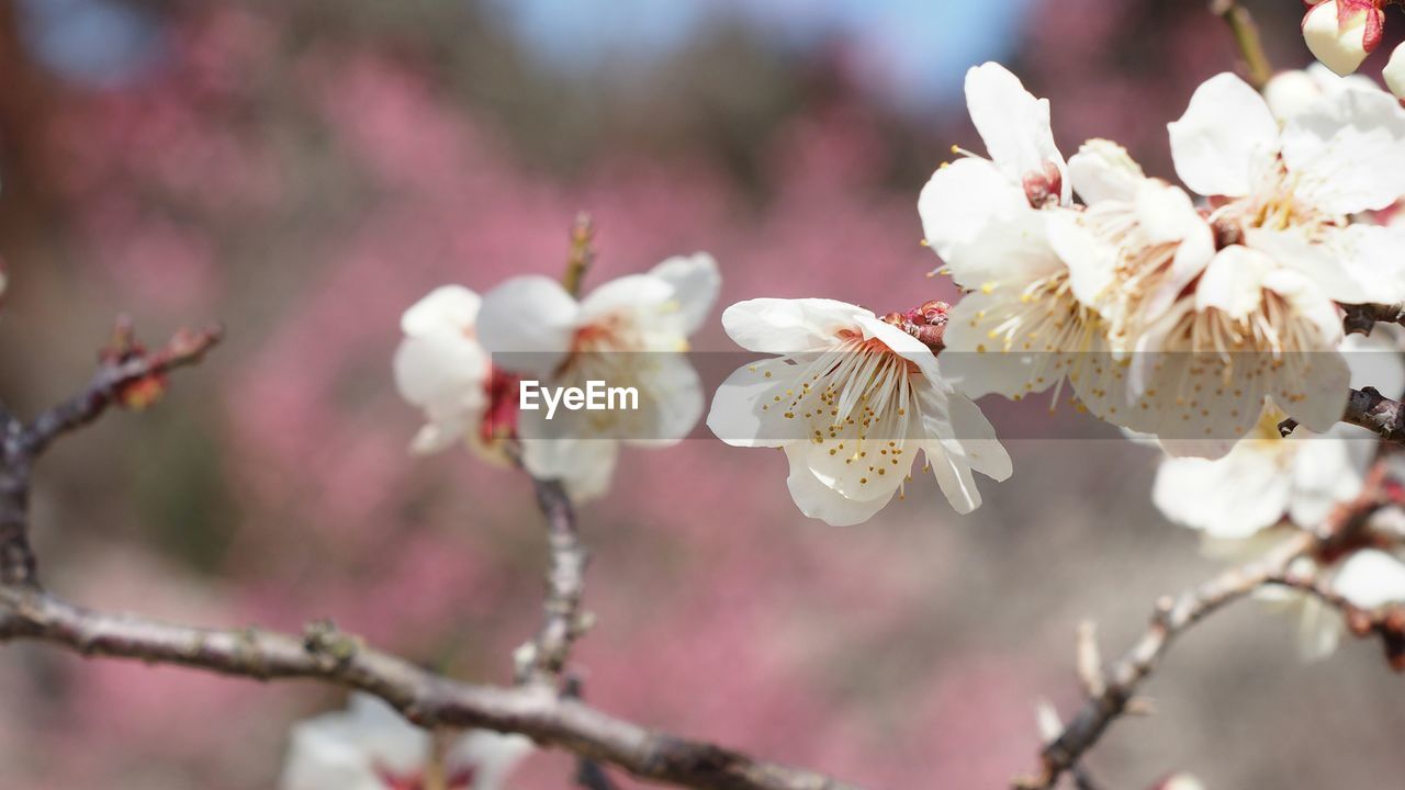 Close-up of cherry blossoms in spring