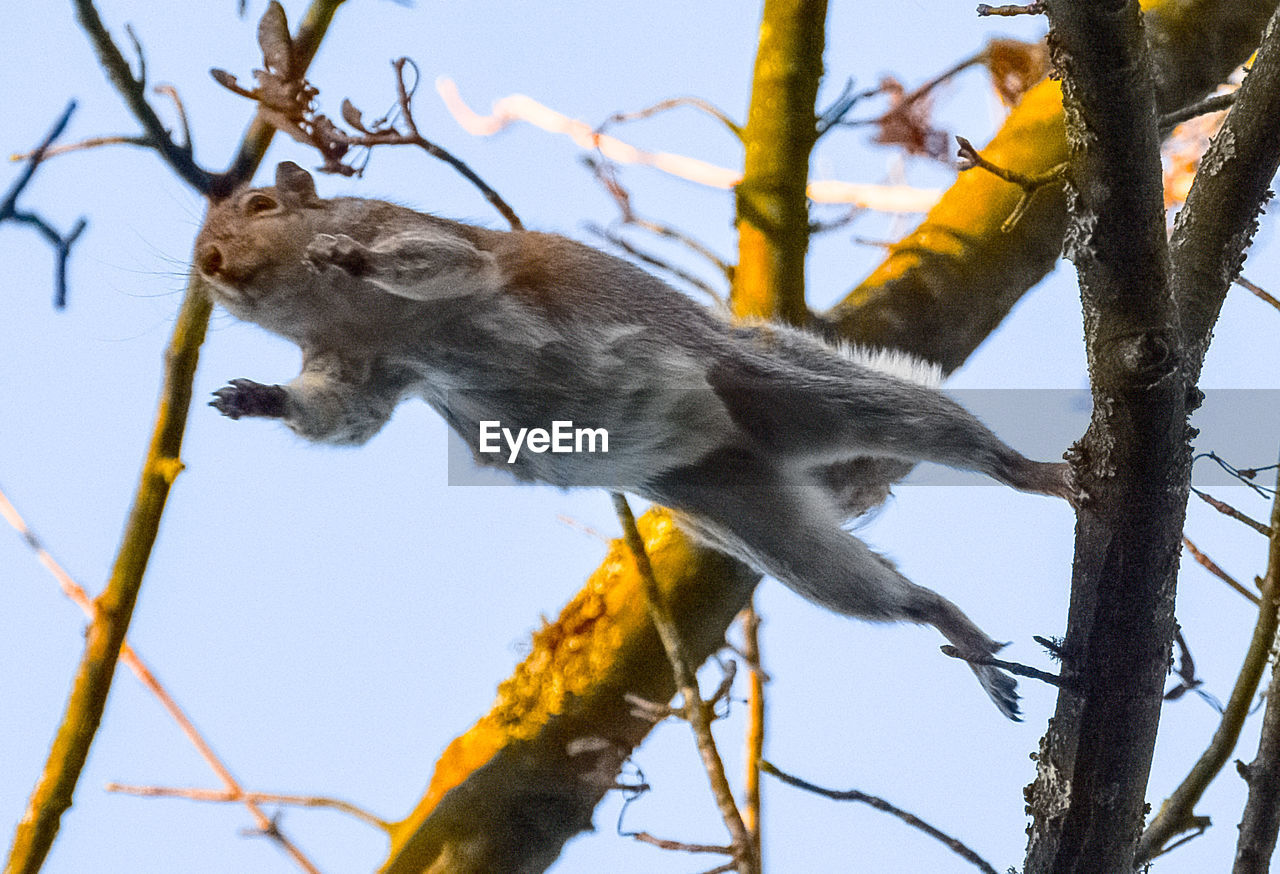 LOW ANGLE VIEW OF MONKEY ON TREE BRANCH AGAINST SKY