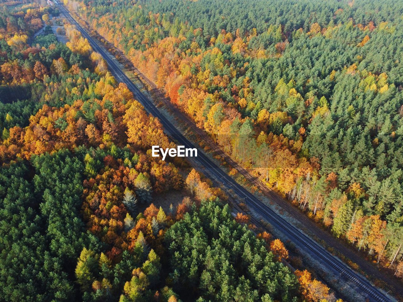 High angle view of trees in forest during autumn