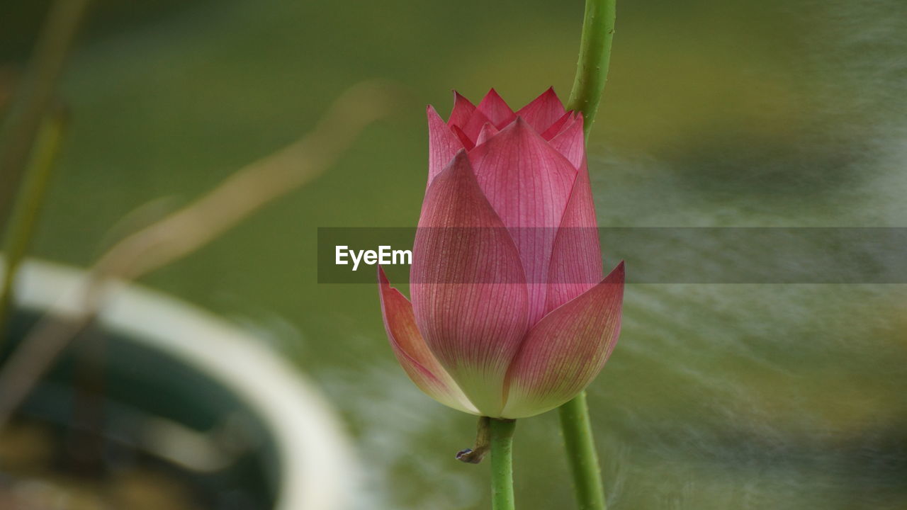 Close-up of pink lotus water lily