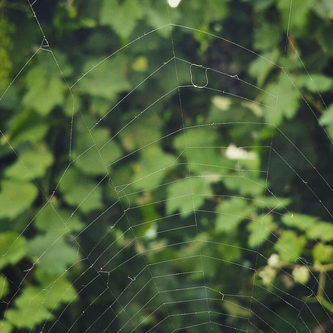 Full frame shot of spider web against trees