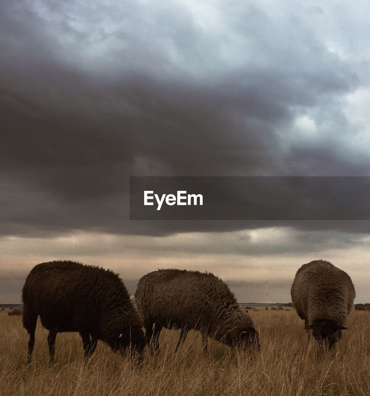 Sheep grazing on field against cloudy sky