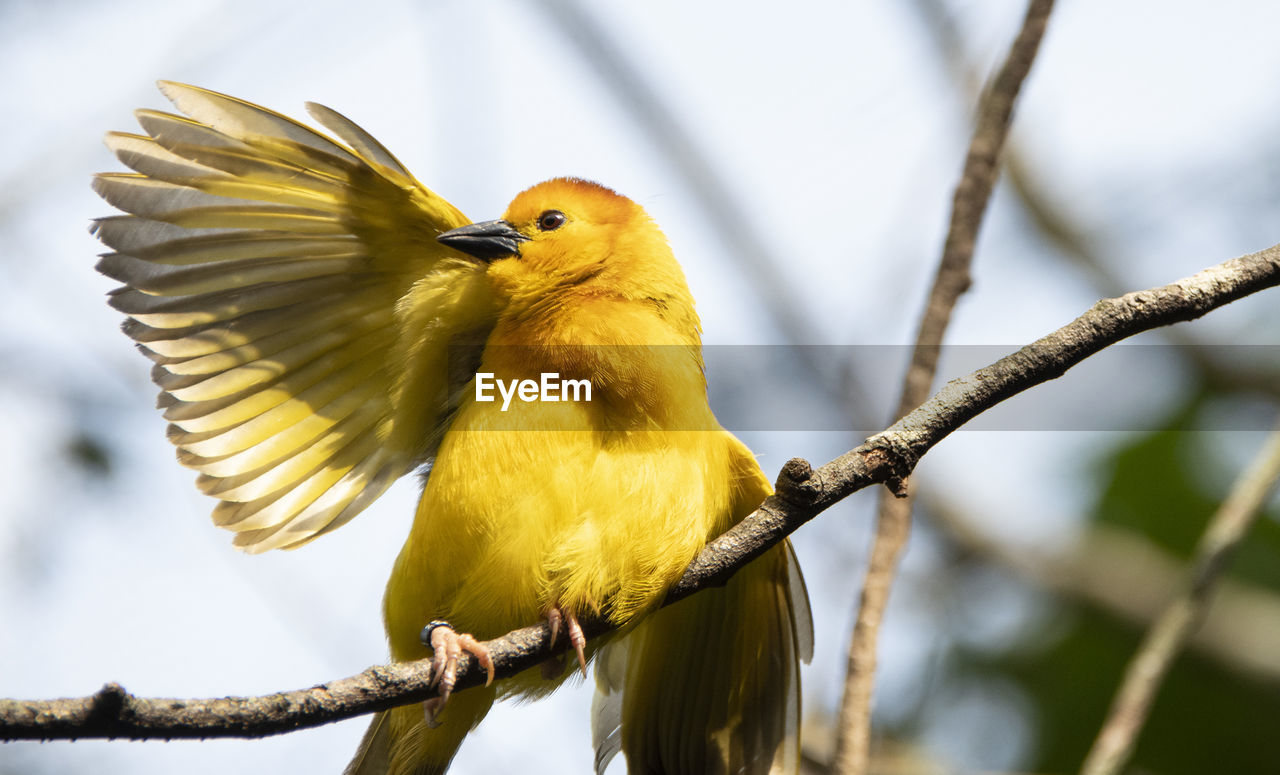 Eastern golden weaver