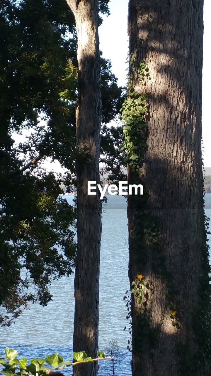 VIEW OF TREE TRUNK BY POND