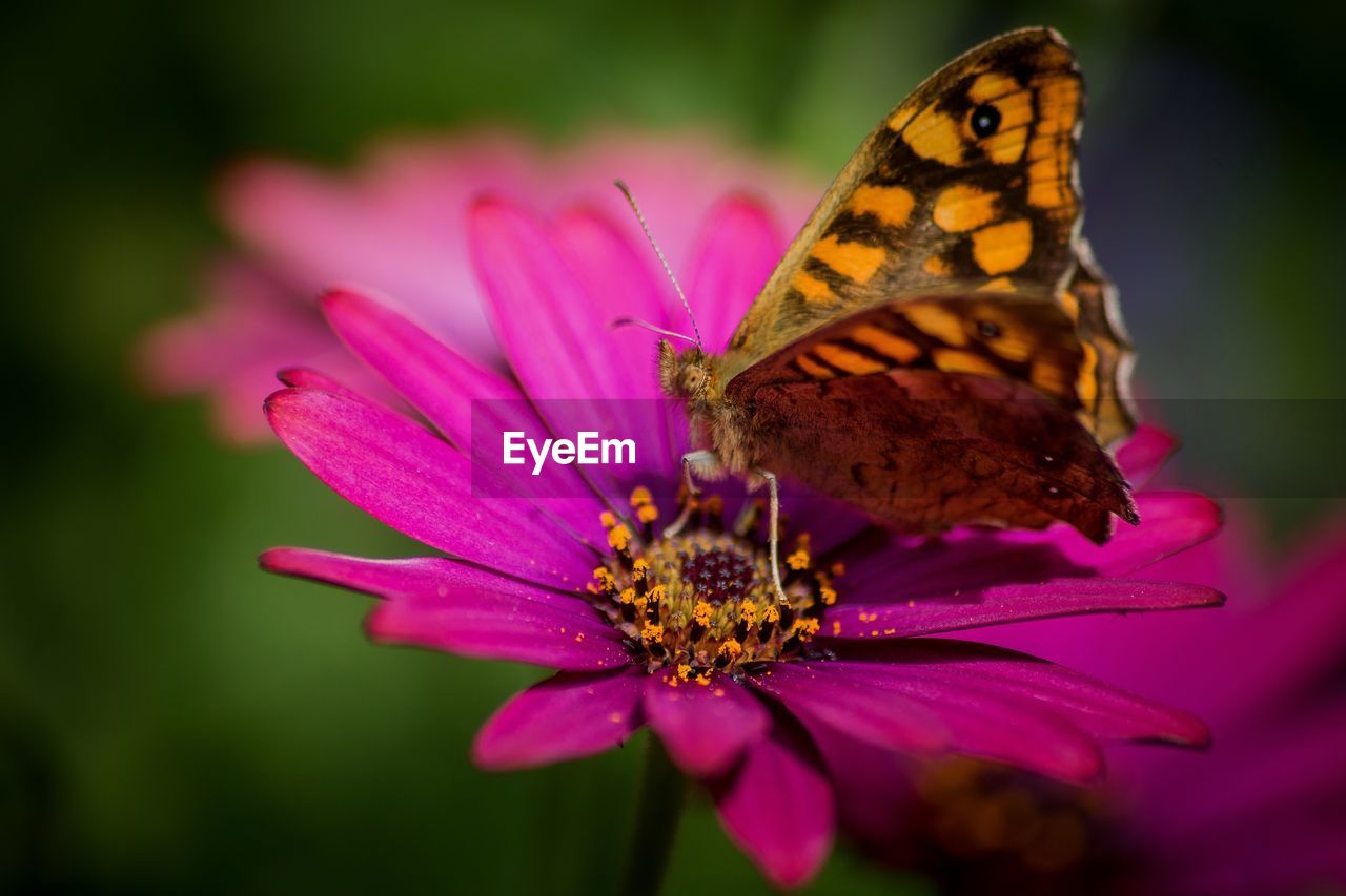 Close-up of butterfly pollinating on pink flower