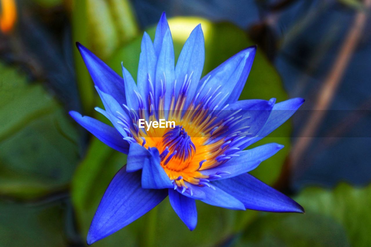 CLOSE-UP OF LOTUS WATER LILY BLOOMING OUTDOORS