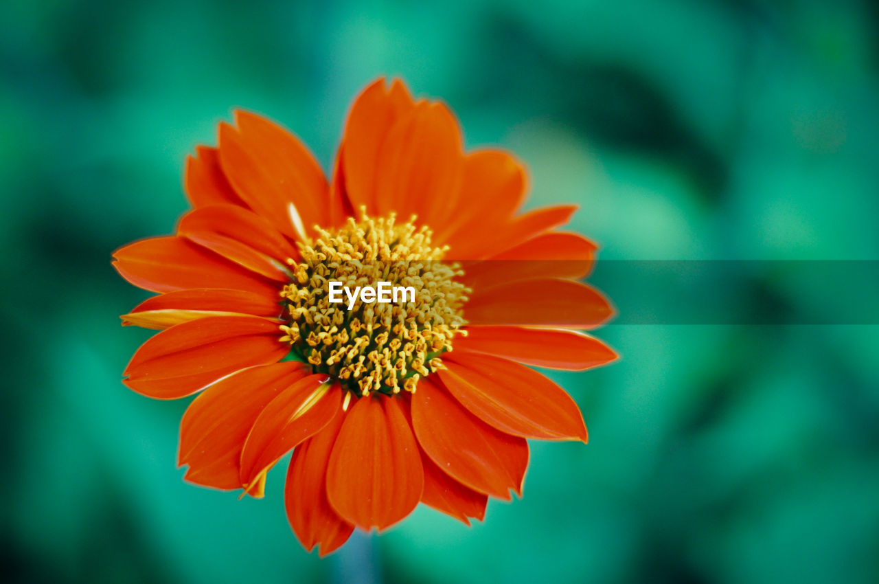 Close-up of orange flower blooming outdoors