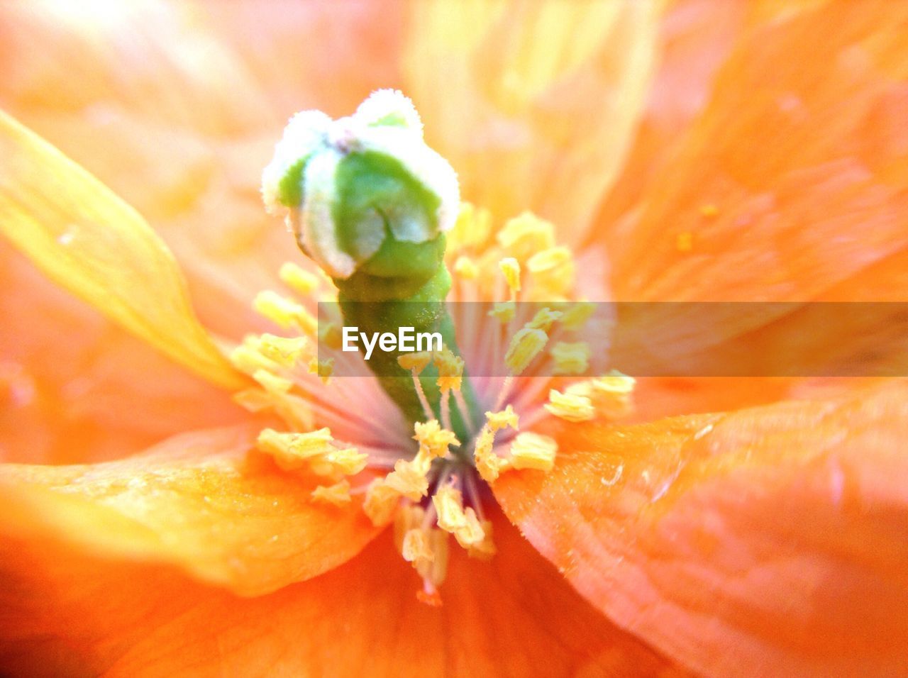 Extreme close-up of hibiscus flower