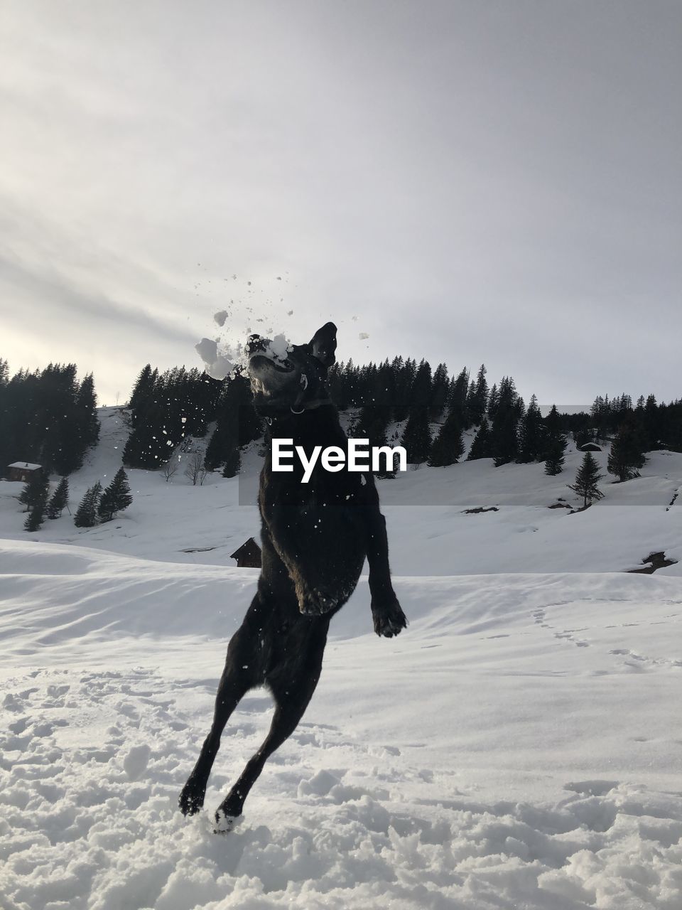 Dog on snow covered land