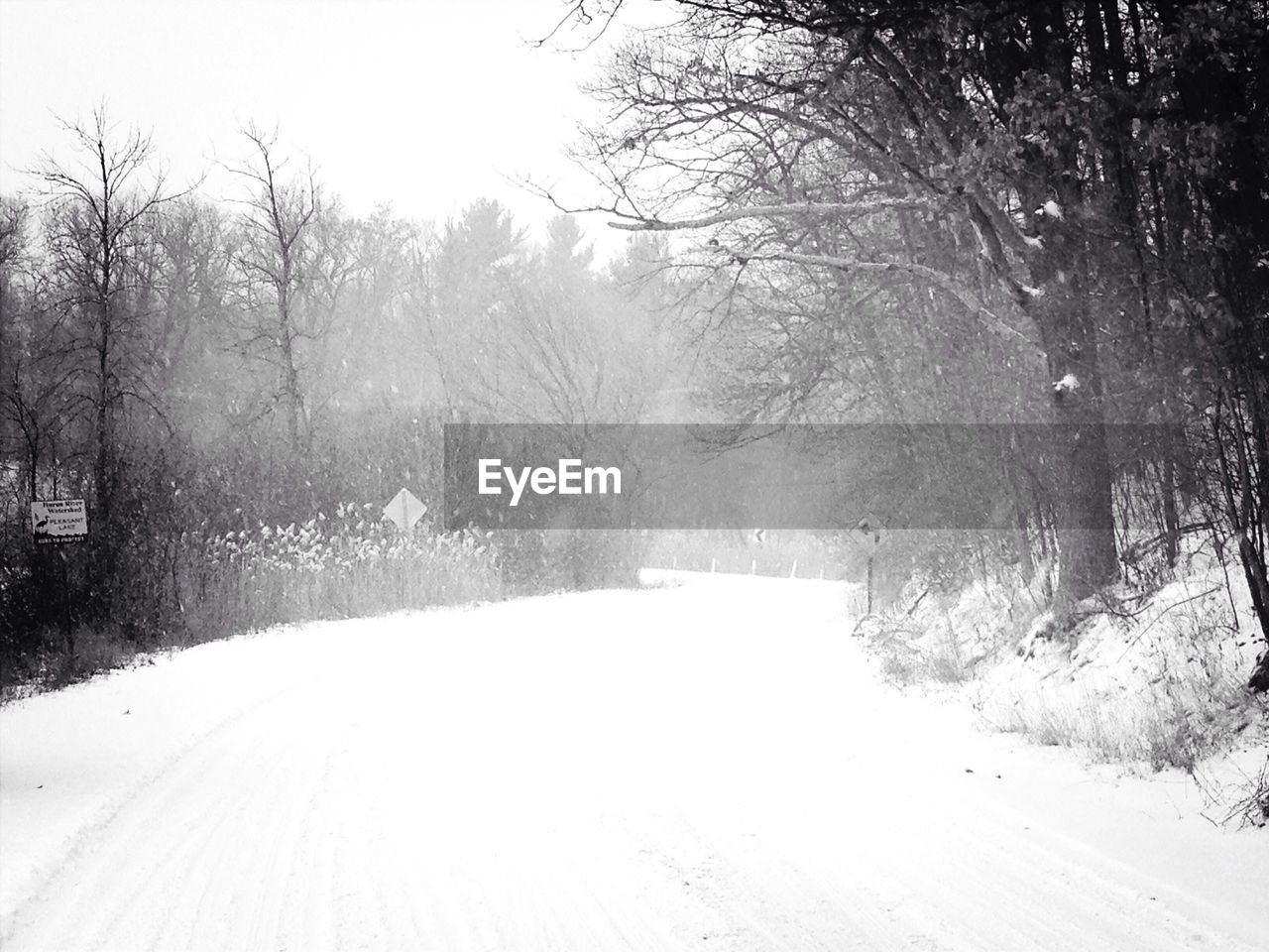 Bare trees along snow covered road