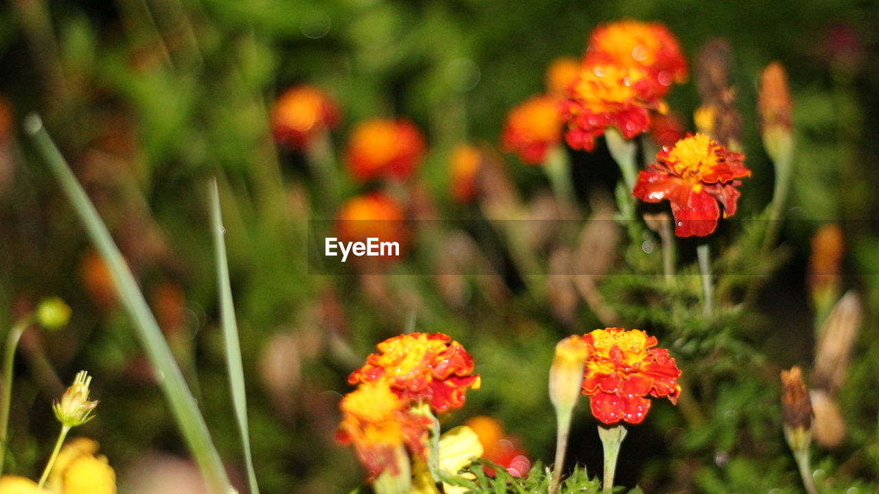 CLOSE-UP OF ORANGE FLOWER