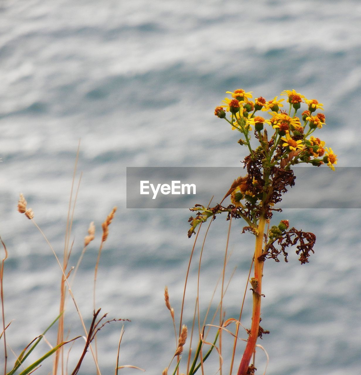 Close-up of yellow flowering plant against sea
