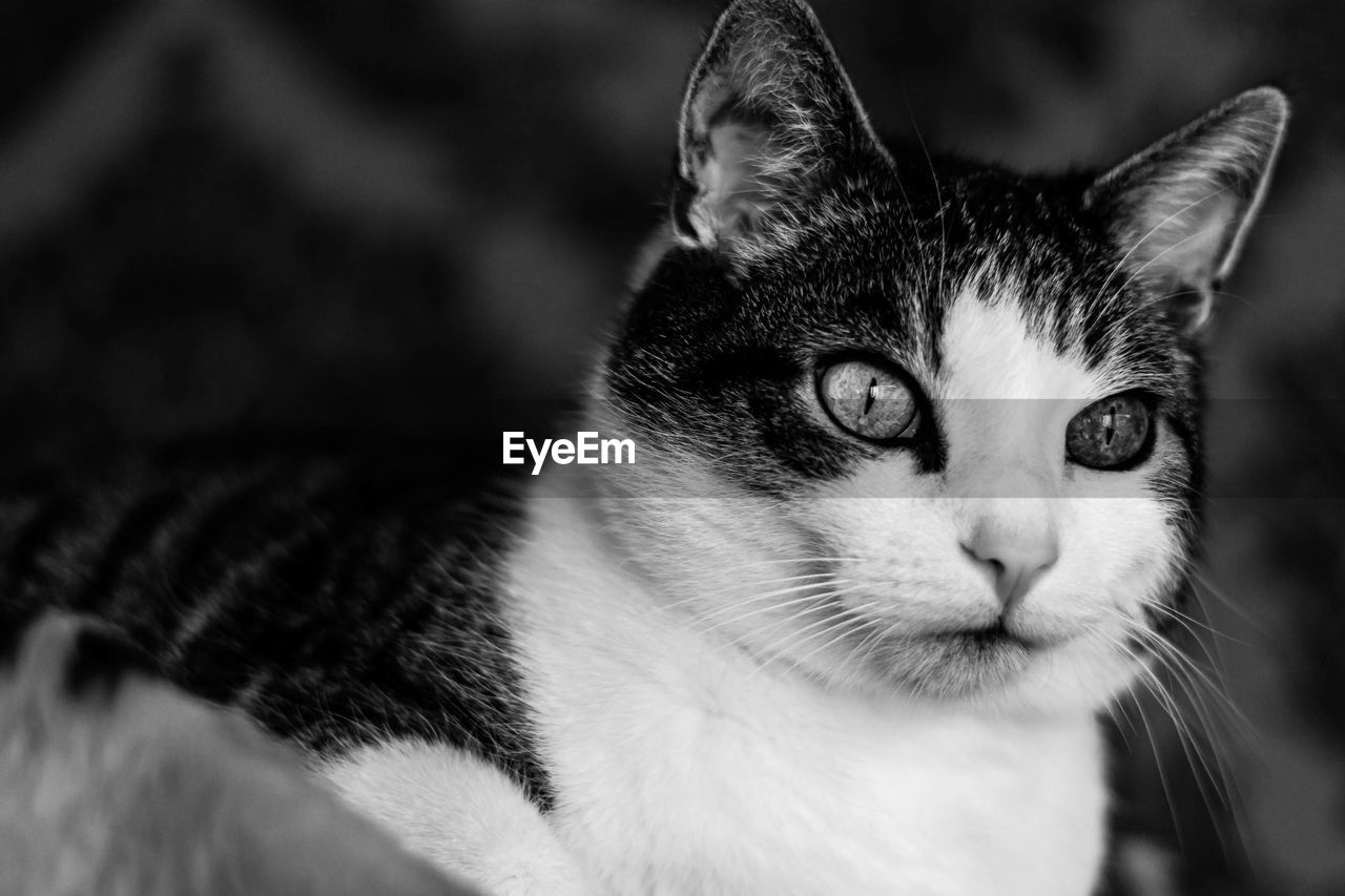 Close-up portrait of a cat