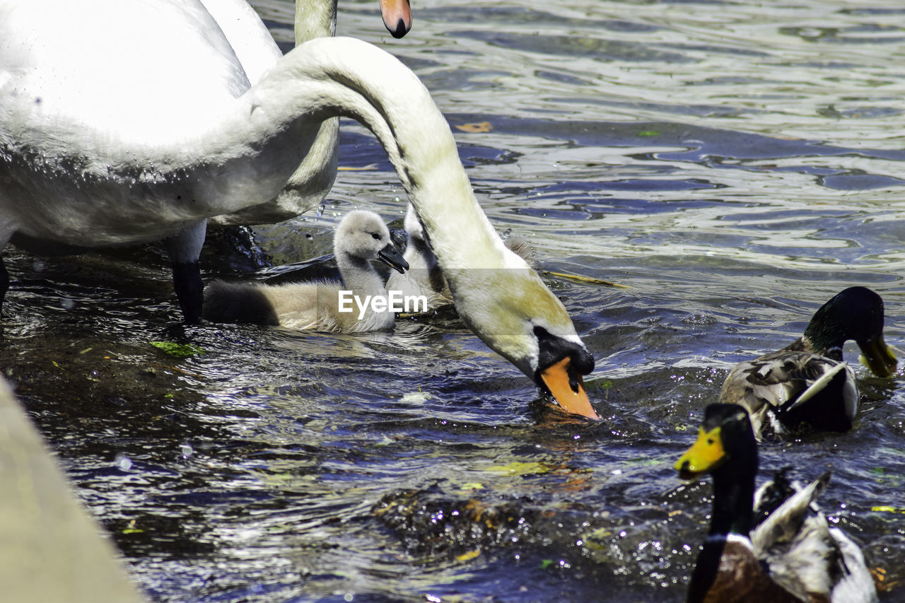 SWANS SWIMMING ON LAKE