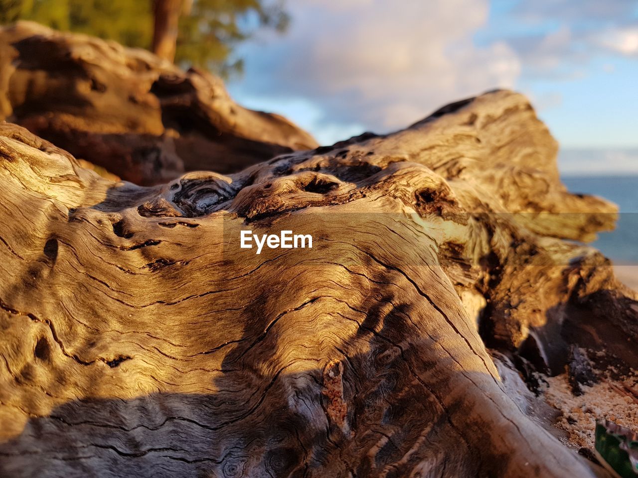 Close-up of driftwood on rock