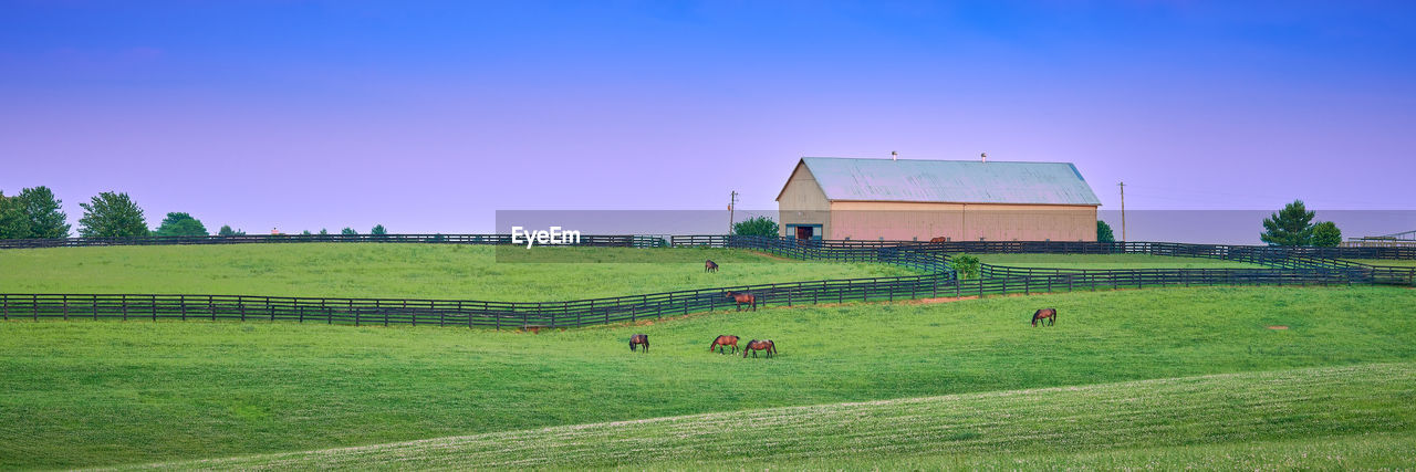 Horses grazing at dusk on a kentucky farm.