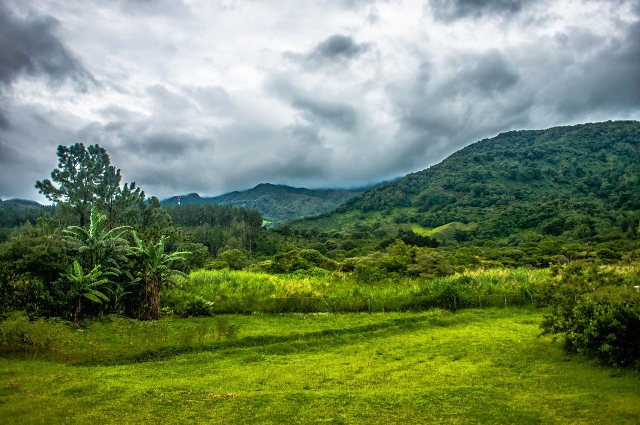 SCENIC VIEW OF GRASSY FIELD AGAINST SKY