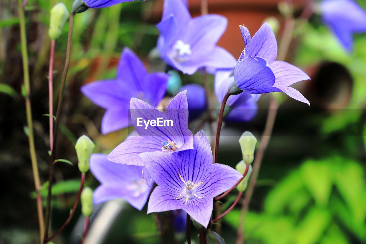 CLOSE-UP OF PURPLE IRIS FLOWERS