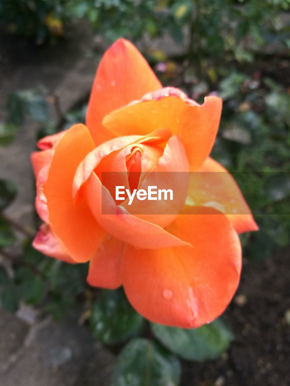 CLOSE-UP OF FLOWER BLOOMING