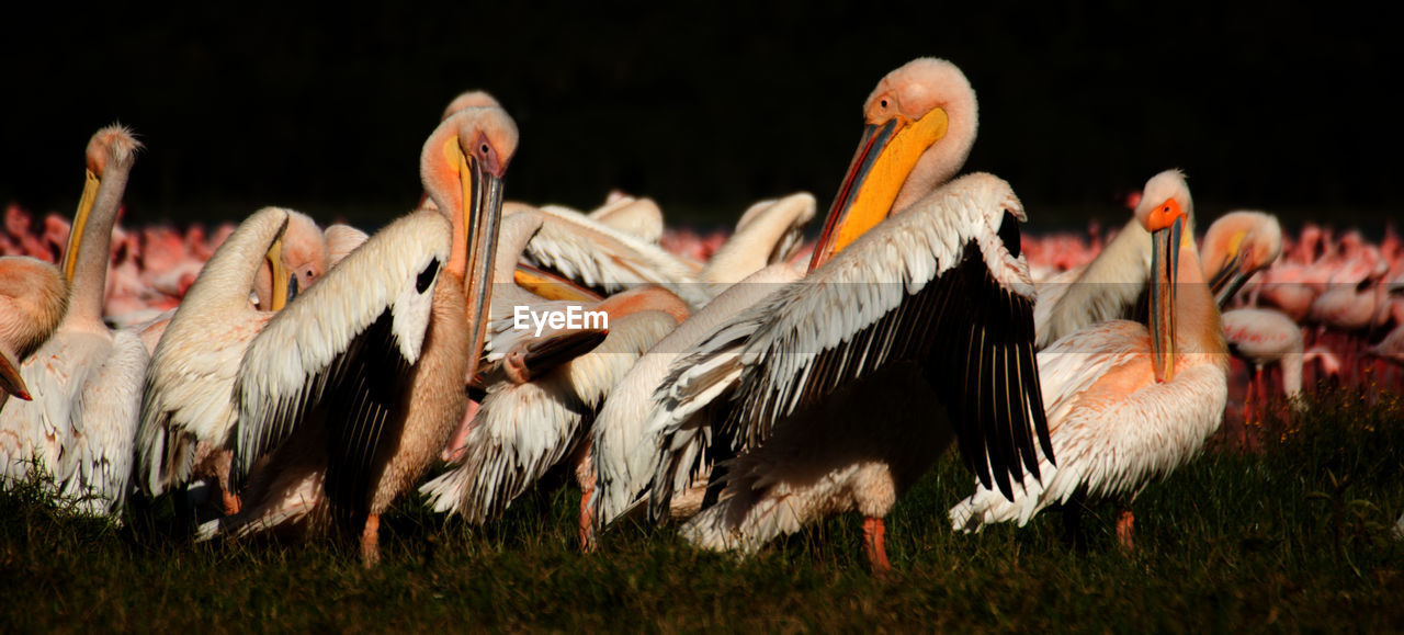 Large group of pelicans on grass