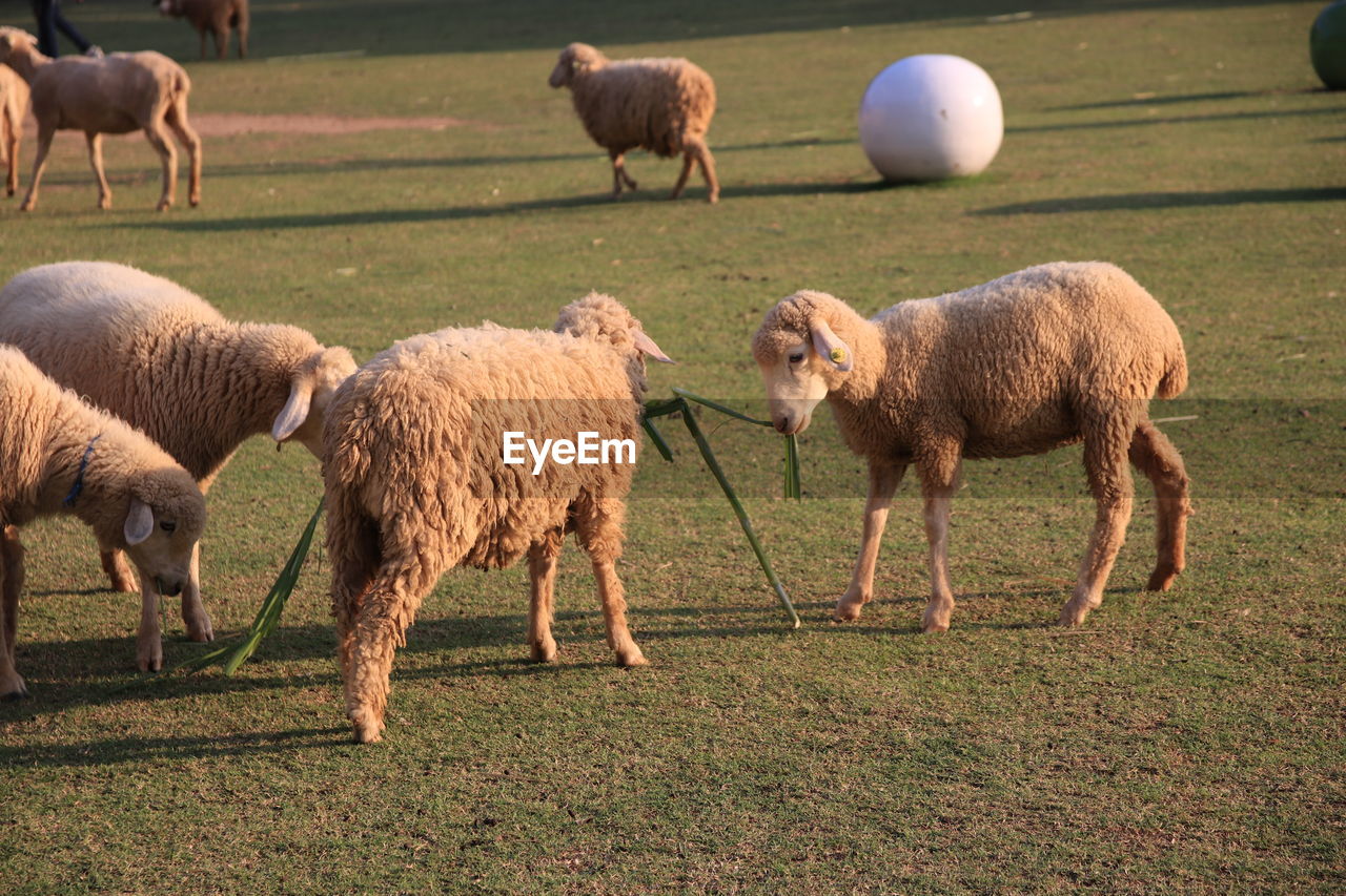 HERD OF SHEEP IN FARM