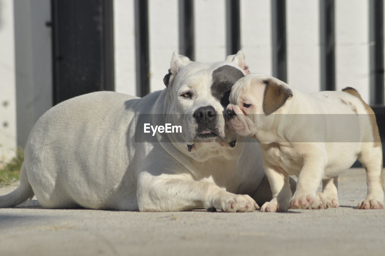 pet, mammal, animal themes, dog, animal, canine, domestic animals, one animal, bulldog, day, white english bulldog, puppy, no people, portrait, young animal, sitting