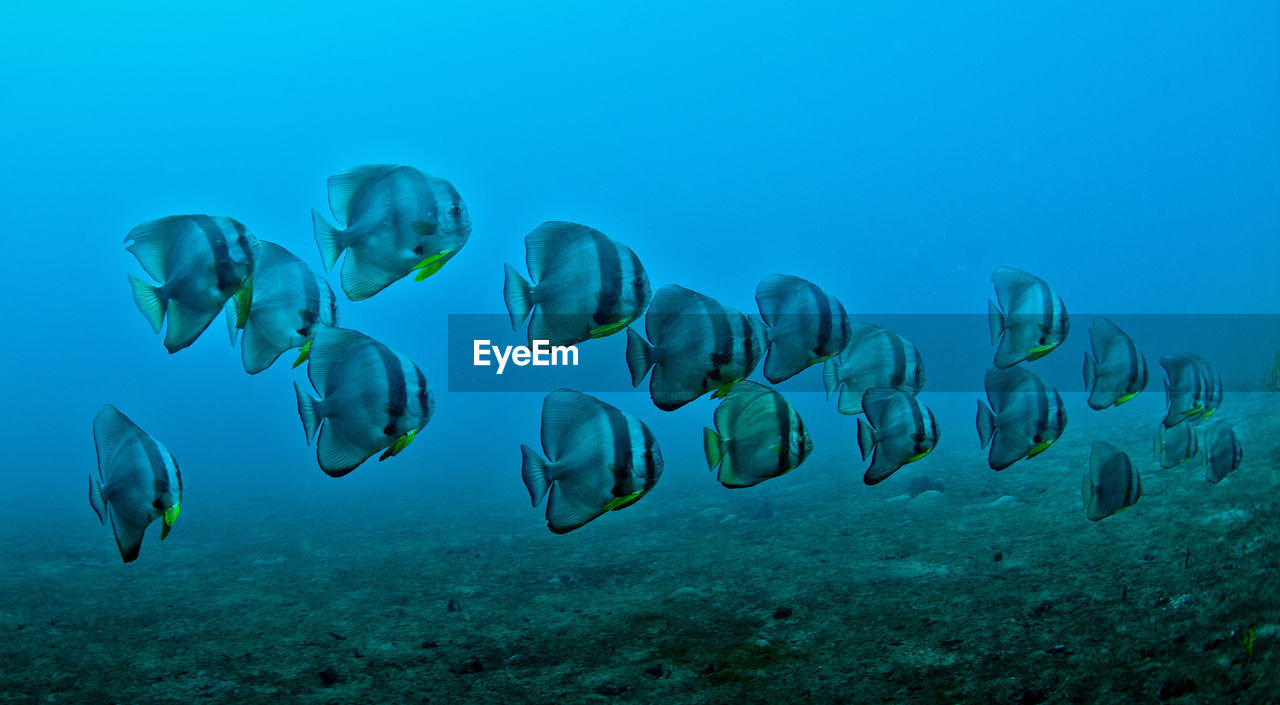 School of fish swimming under water