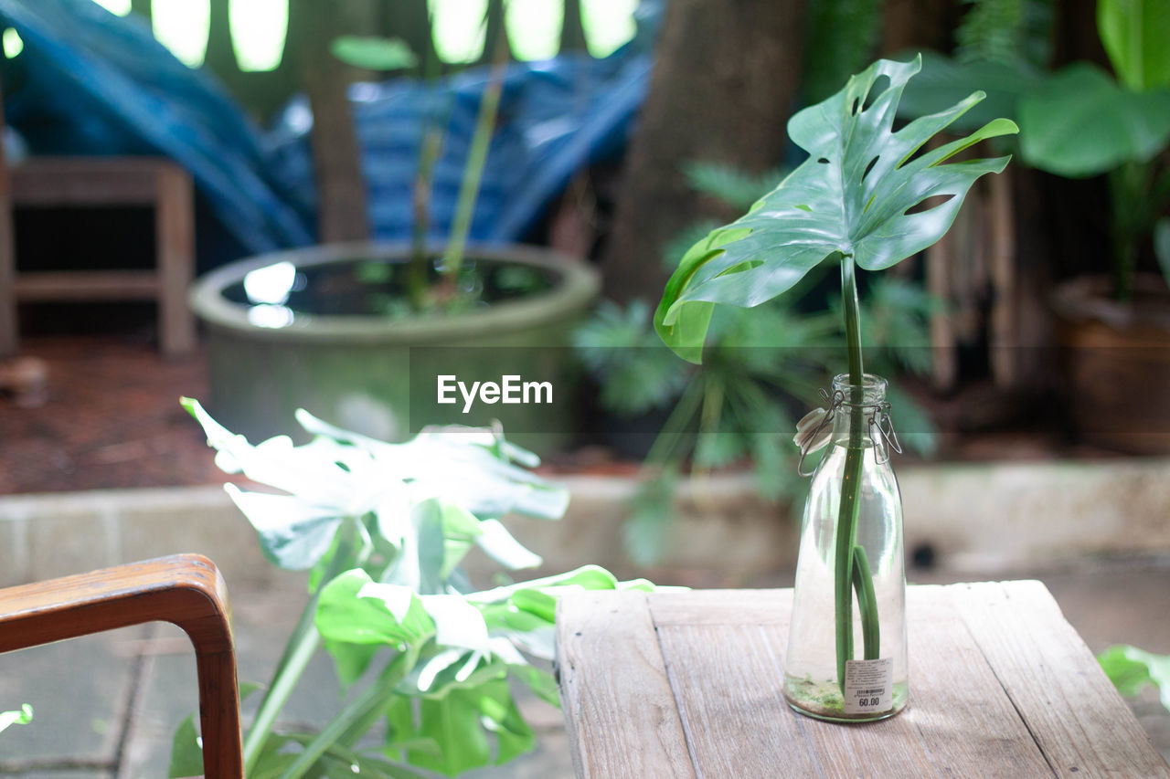 CLOSE-UP OF POTTED PLANT ON TABLE AT YARD