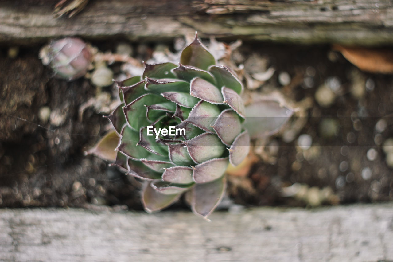 Close-up of succulent plant