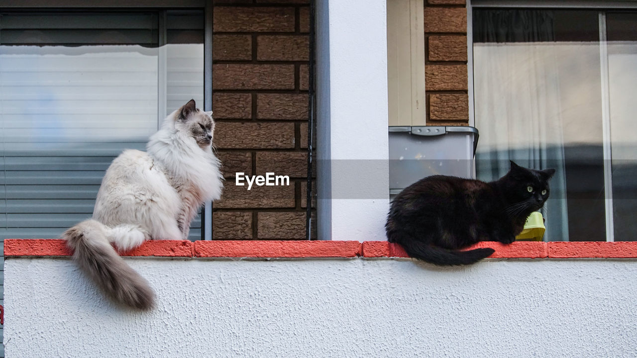 Side view of cats sitting on retaining wall