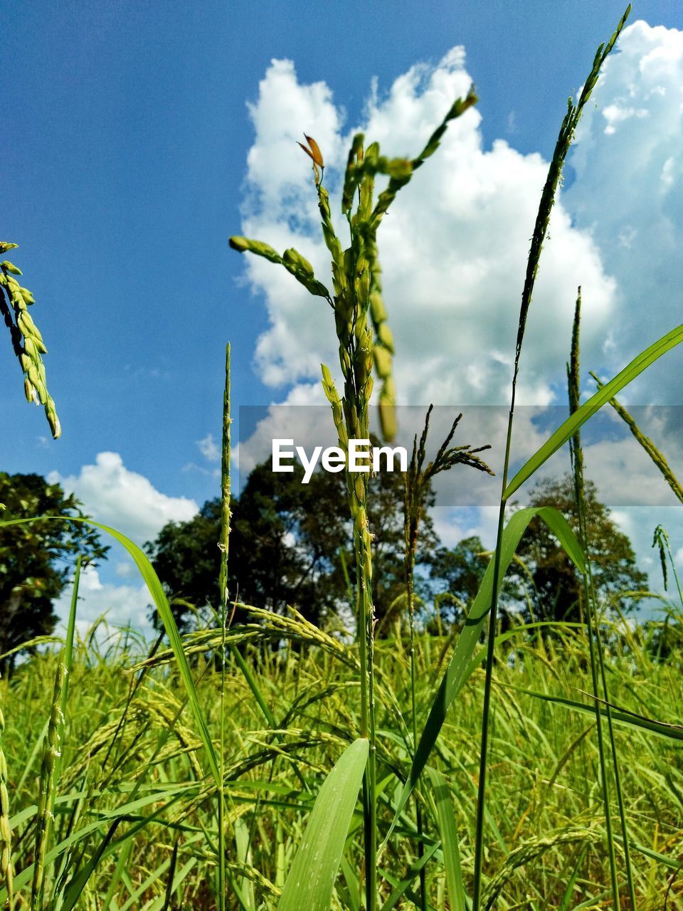 Close-up of crops growing on field against sky