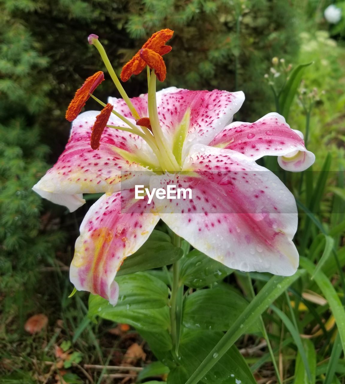 CLOSE-UP OF PINK LILY