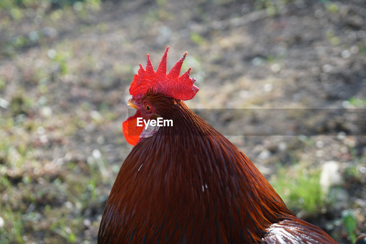 CLOSE-UP OF ROOSTER AGAINST BLURRED BACKGROUND