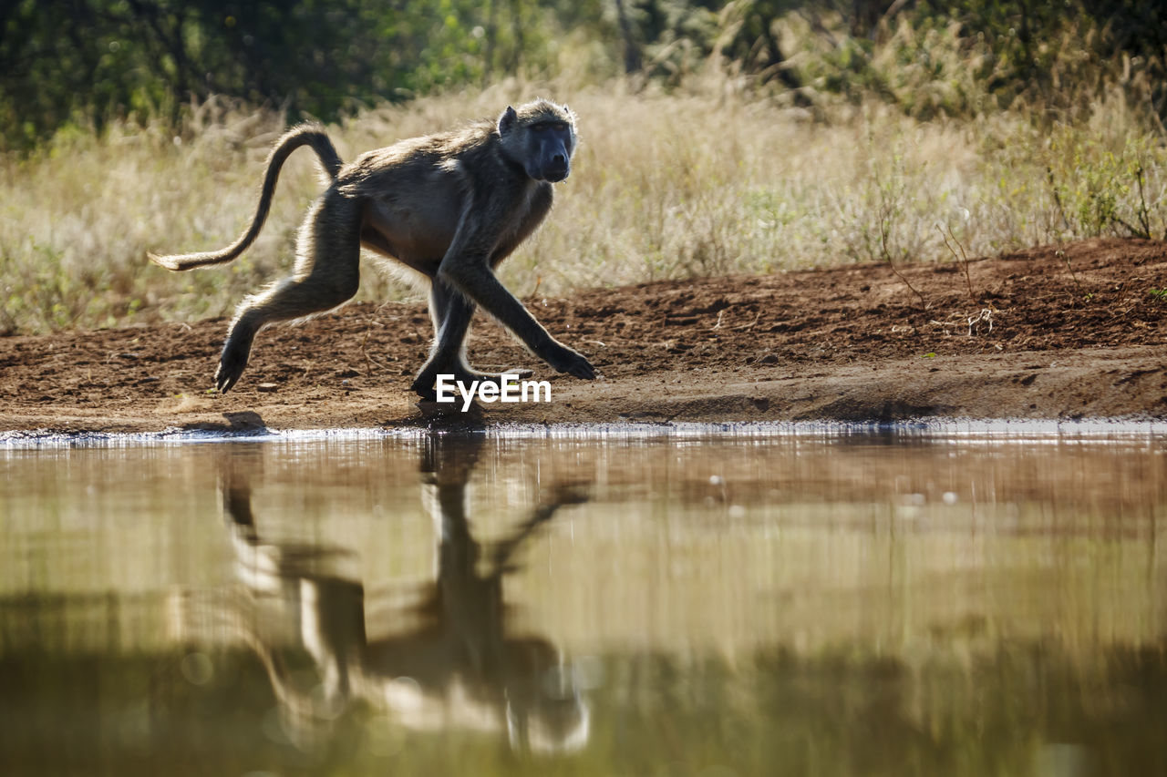 side view of dog running in water